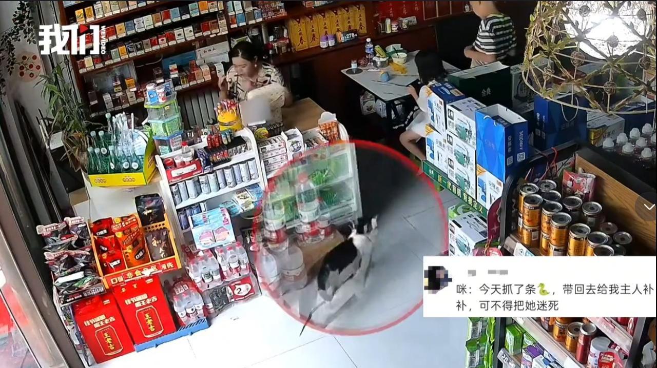 猫狗这类宠物的智商还是不低的，知道主人对它们好，就想方设法报答主人。甘肃陇南这家