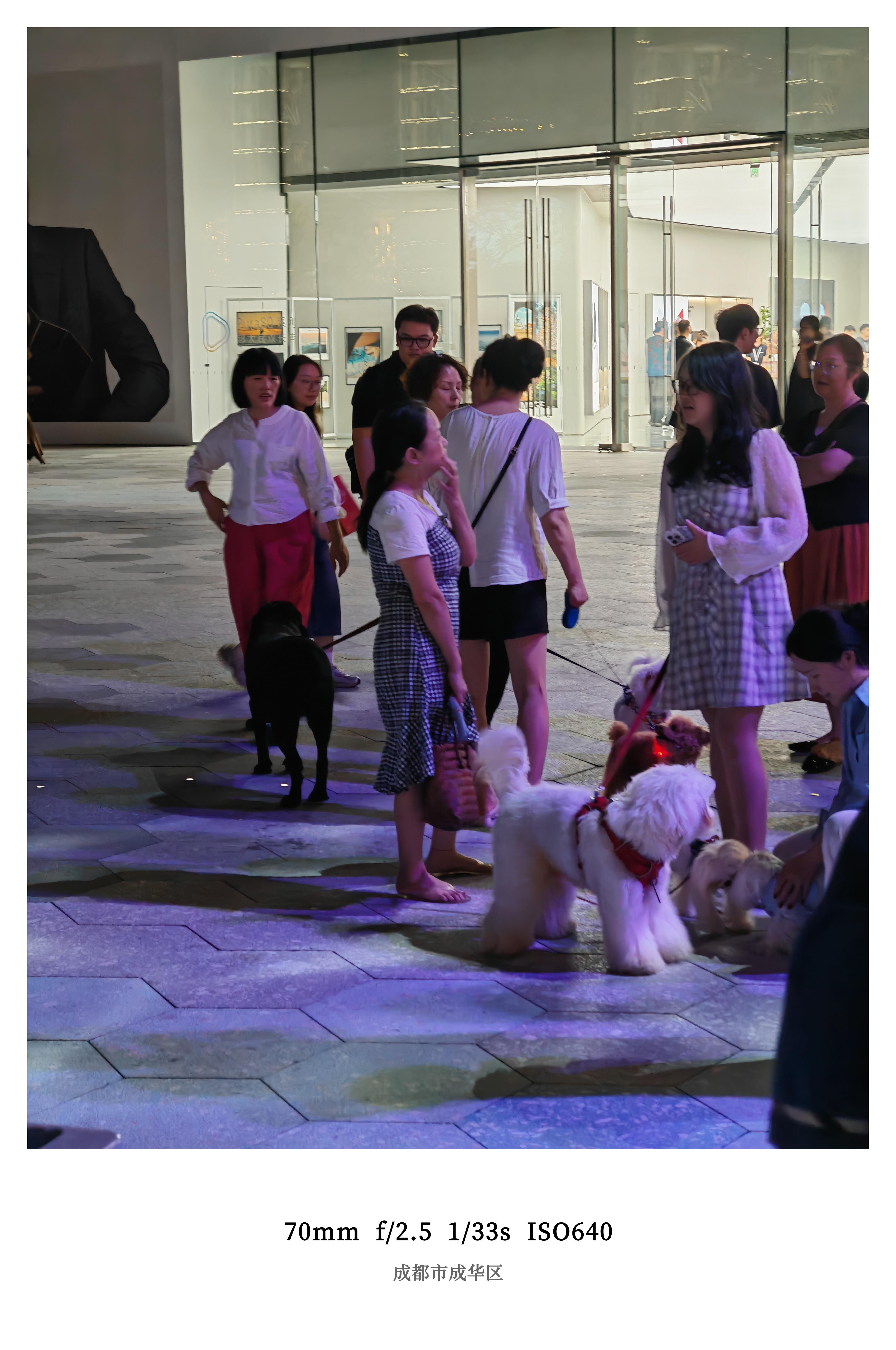 羡慕成都朋友们的生活状态周末无事就把自家小狗拉出来聚会大家随意聊天散步，悠哉游哉