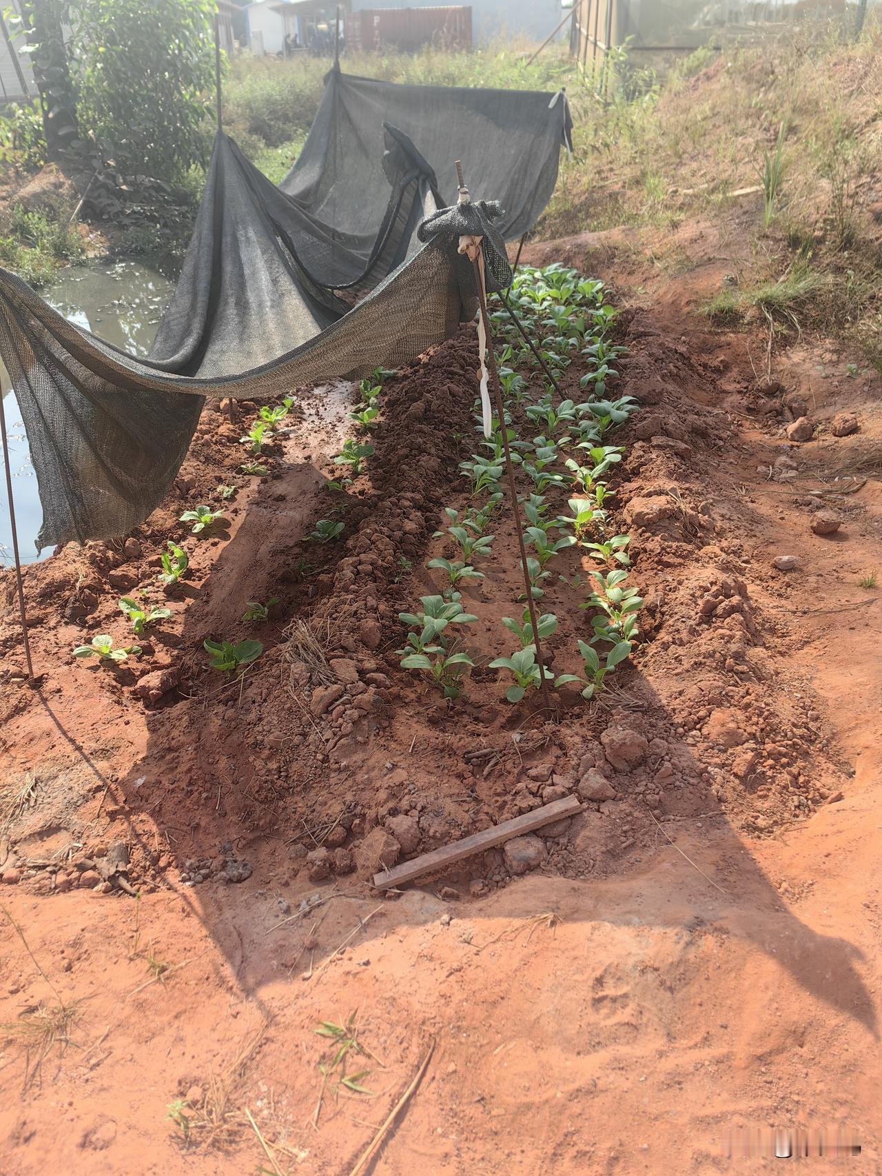 不论在世界的哪个角落，种菜，中国人都是认真的！来自建筑人的最高致敬！螺纹钢为柱，