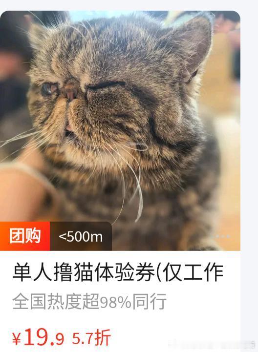 50487【丑猫】丑员工引流 