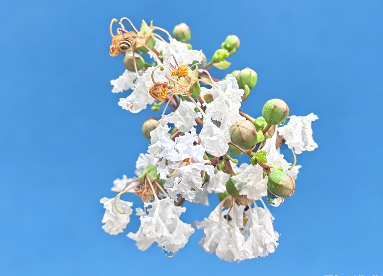 蜜蜂采蜜的瞬间，花朵绽放的美丽