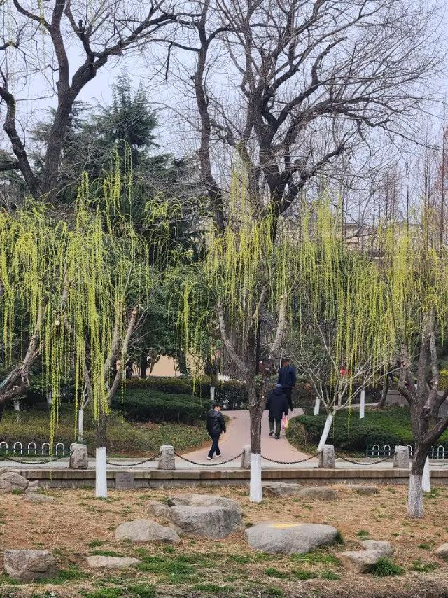 青岛春日的海泊河公园里柳枝吐绿、乌语花香、梅香两岸快来看看吧！
青岛海泊河公园里
