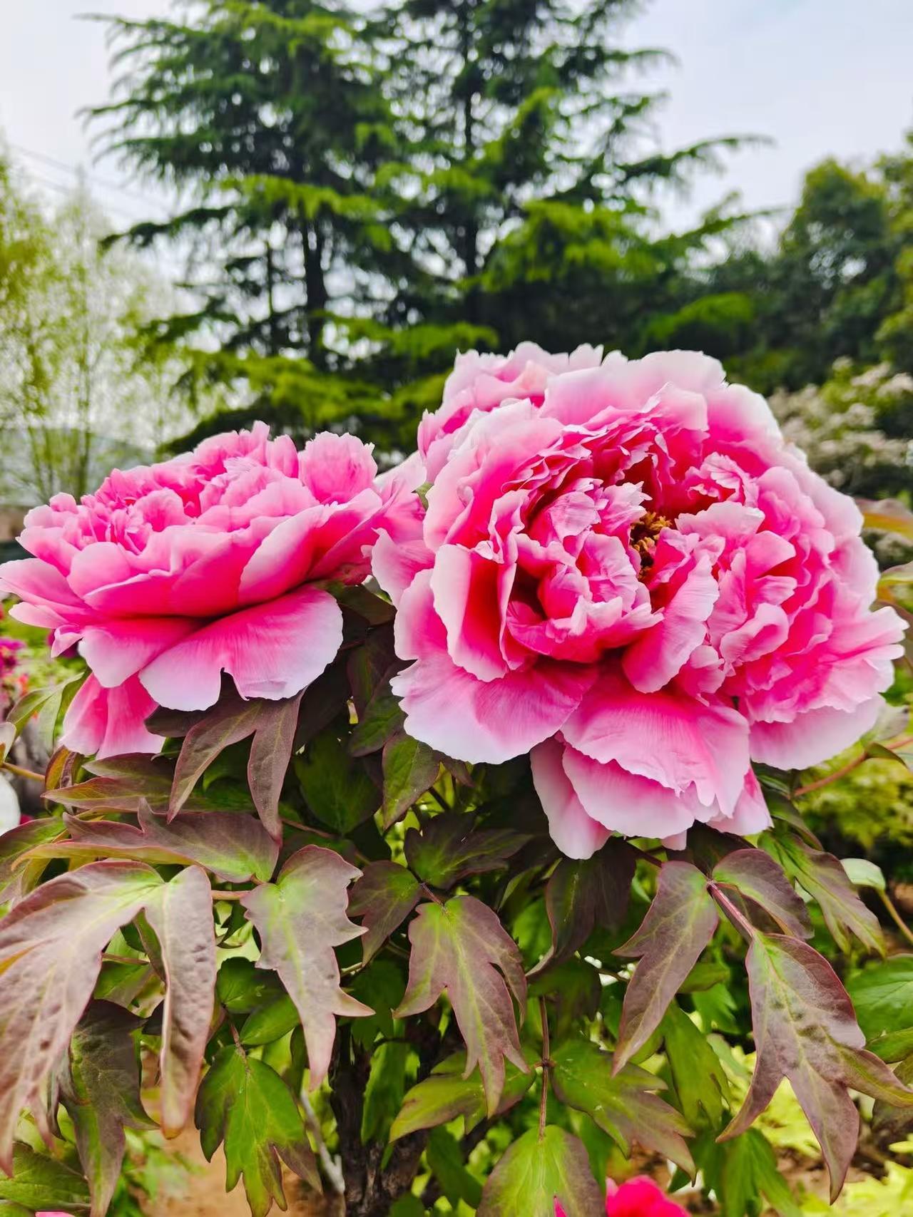 友友们，摘了眼镜看不清远处，戴着眼镜看不清近处，是什么原因呢[捂脸][捂脸]，本