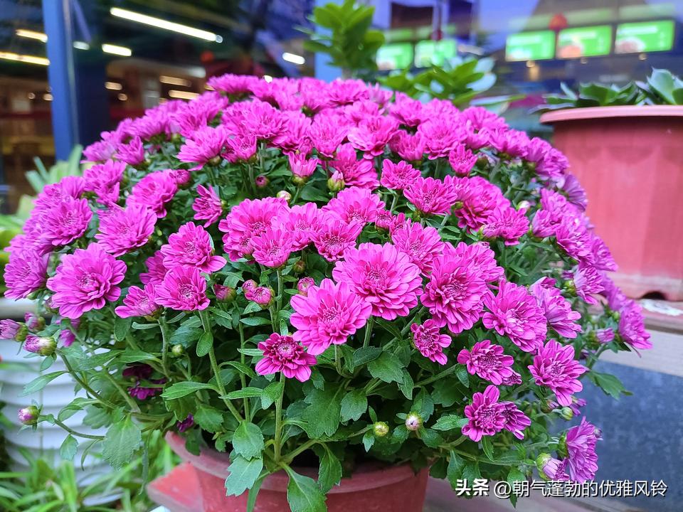 《风雨过后》
狂风暴雨肆人间，天地苍茫起巨澜。
枝叶飘摇心战栗，山川失色意阑珊。