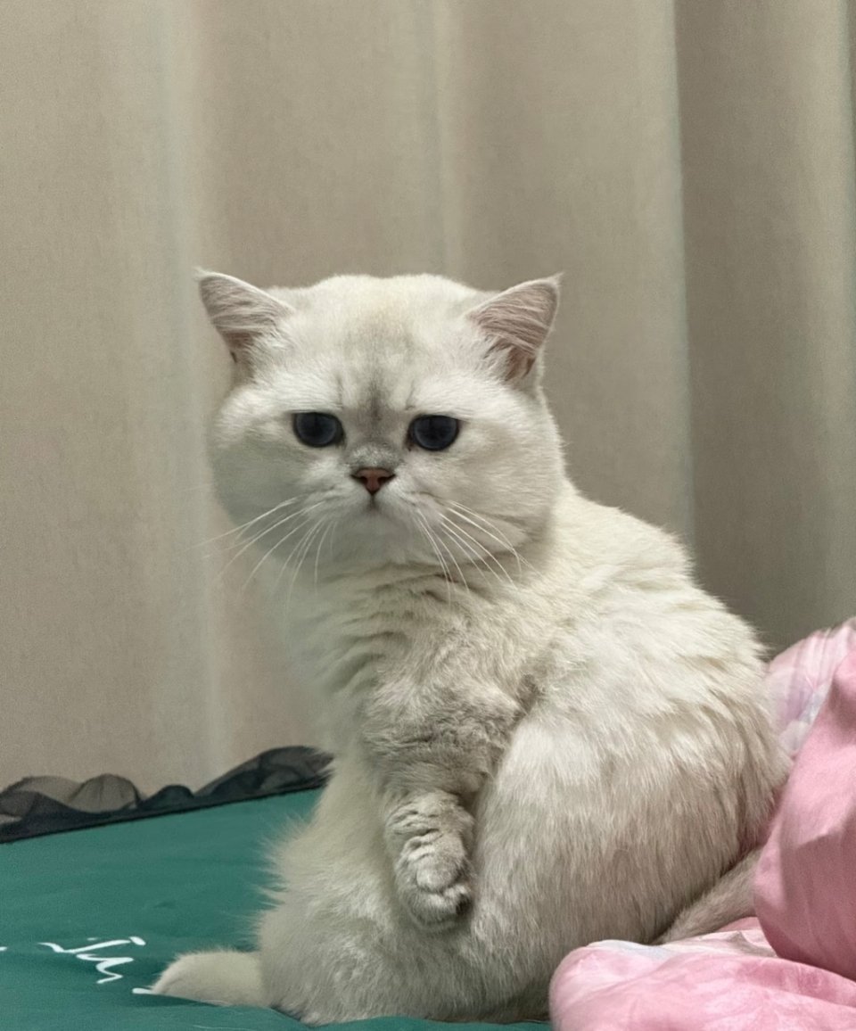 麻麻：天天委屈巴巴的。猫猫：开个罐罐就好了。 