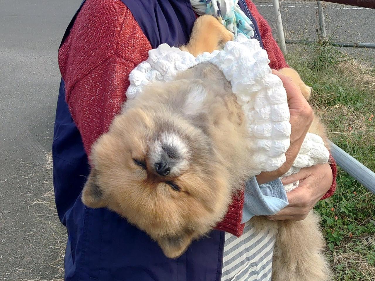 大人在说话，小孩插不上嘴呀！日本一名饲主日前带着博美犬「波奇」外出倒垃圾时，碰巧