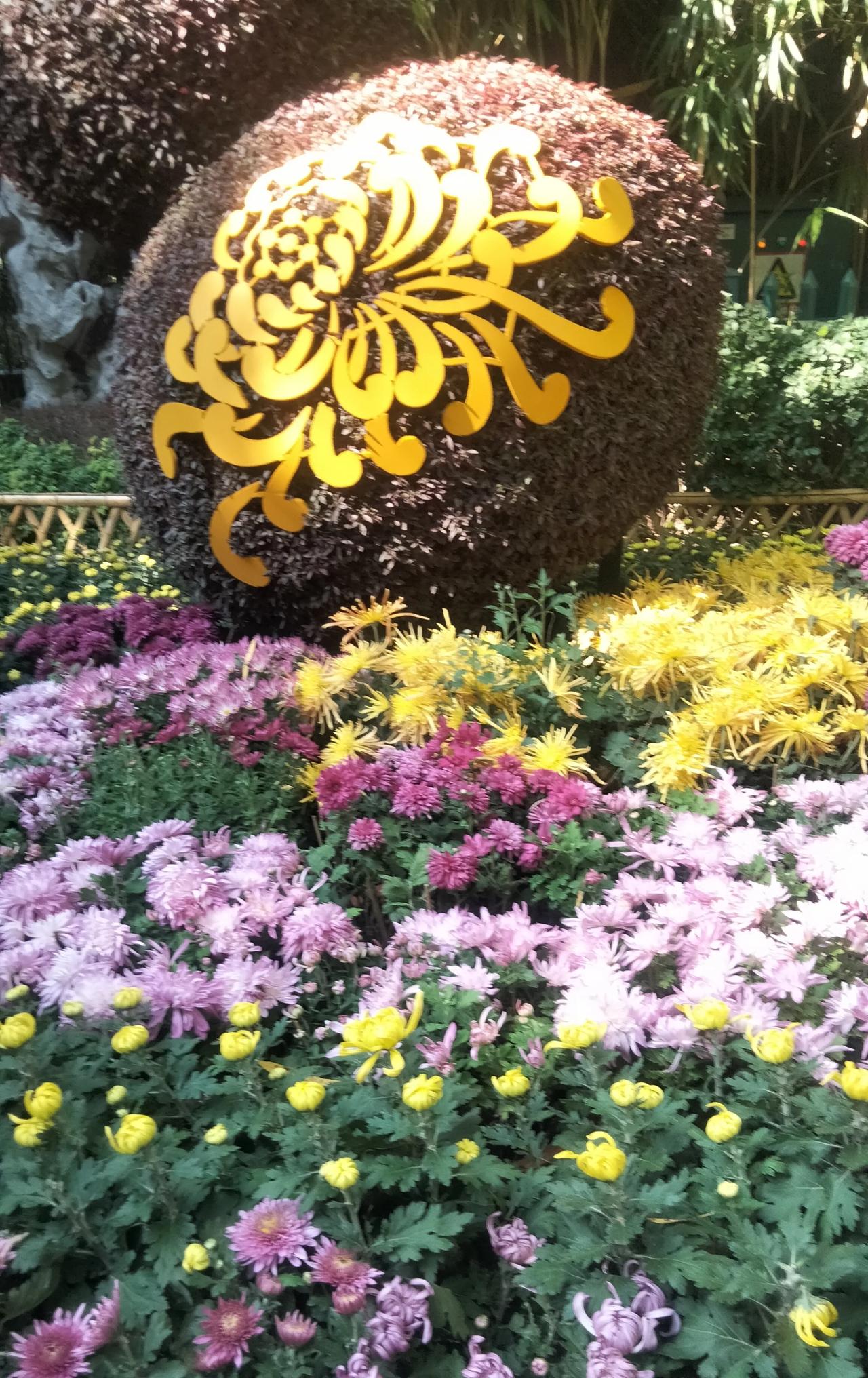 济南趵突泉景区内菊香四溢，花开正浓。