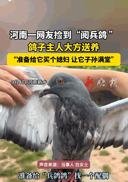 太意外了！河南新乡一名女子正在家中干活，突然，一只灰色的鸽子飞到她们家窗户上，女