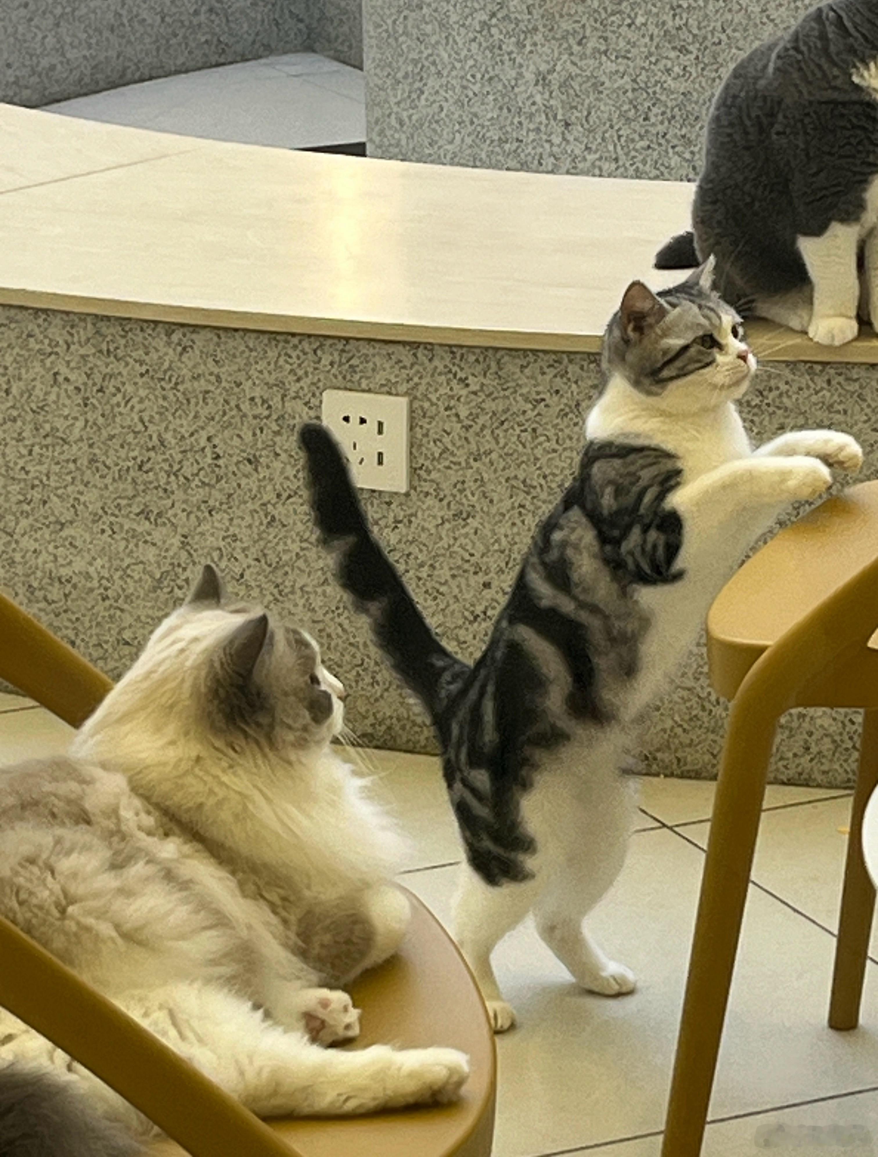 原来小猫是扁平足在一个猫咖看到的这个小猫其实不跷脚还真的是