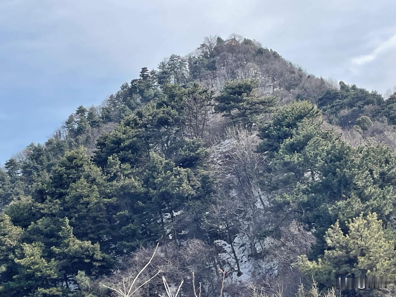 【七律•春君昼夜作山夭】
春君昼夜作山夭，草吐新芽色吐娆。
驾暖催来园烂漫，驱寒