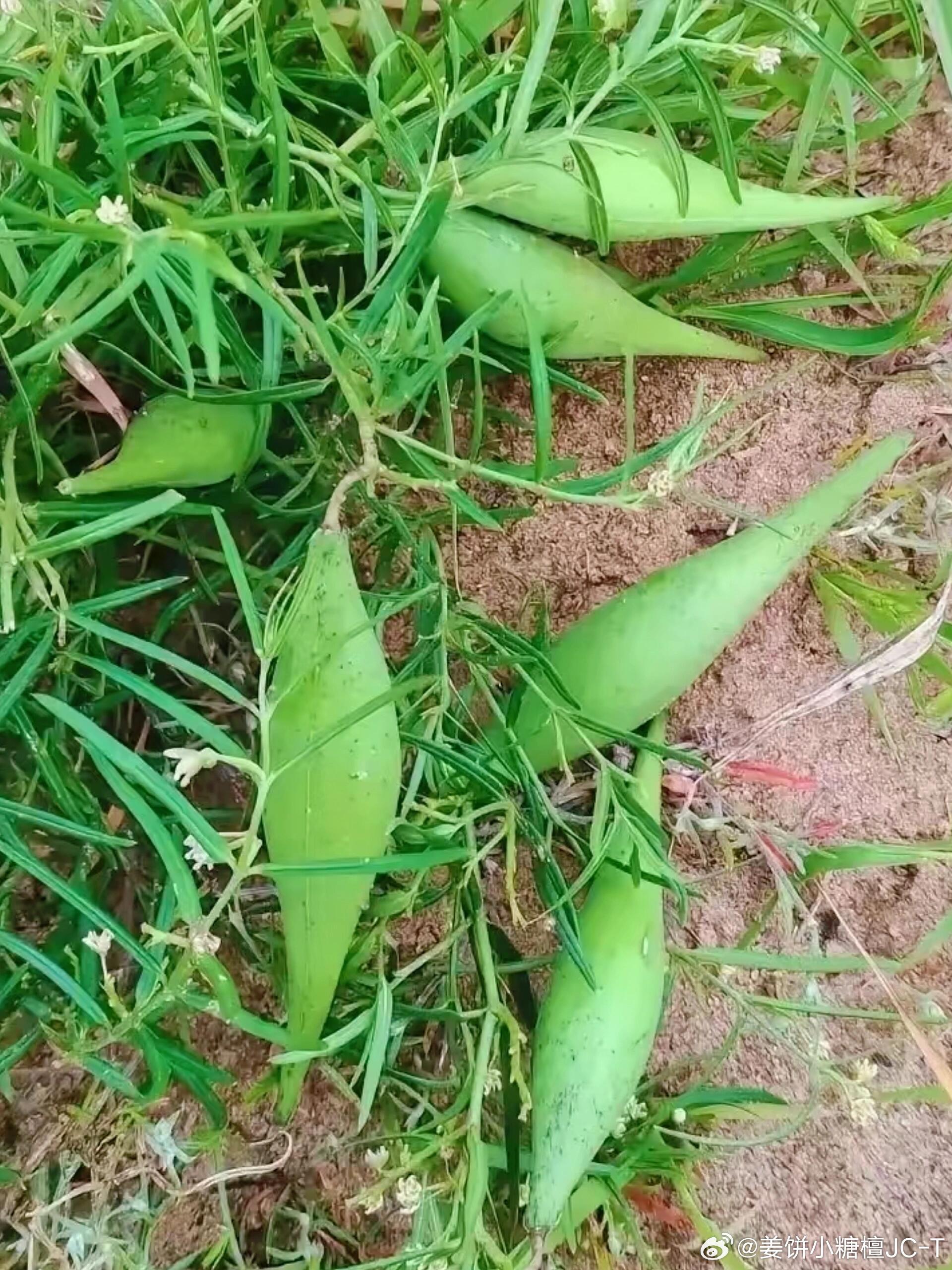 有知道这个是什么的吗？有吃过的没！我这边叫小地瓜我小时候经常吃 