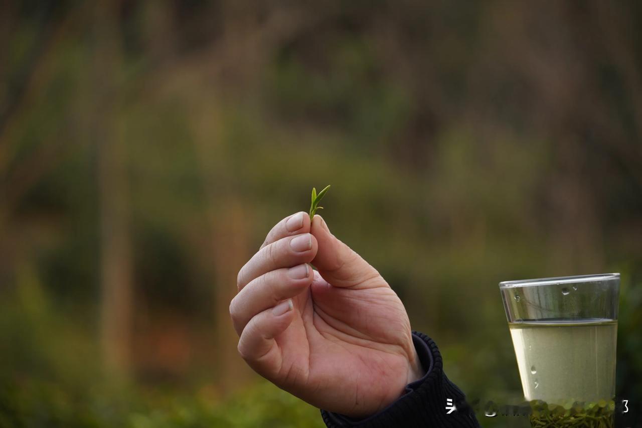 近日，随着信阳毛尖春茶早茶品种陆续开采上市，不少茶友纷纷致电询问：