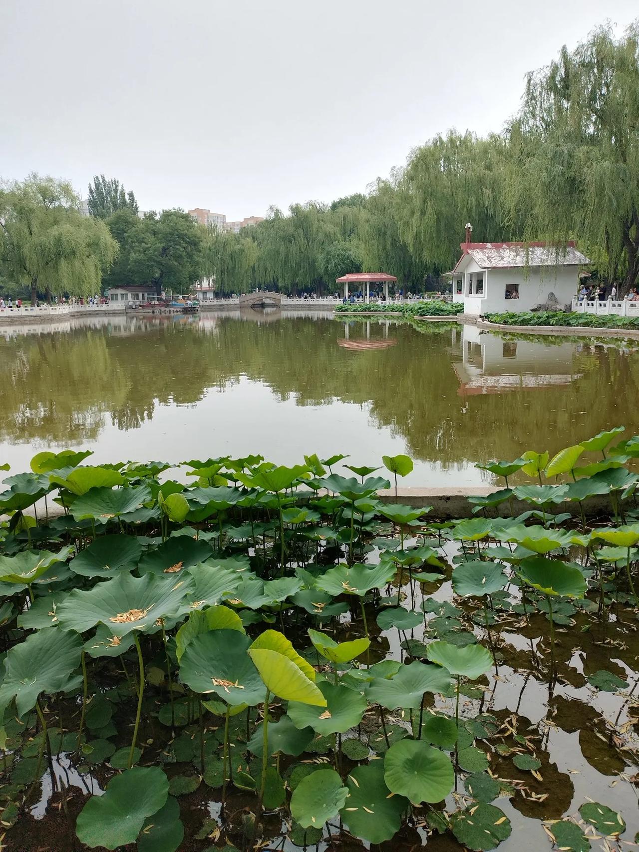 清晨散步
晨步轻吟武旅歌，
秋风唱和竹婆娑。
金戈铁马悠悠事，
荡起心中浩海波。
