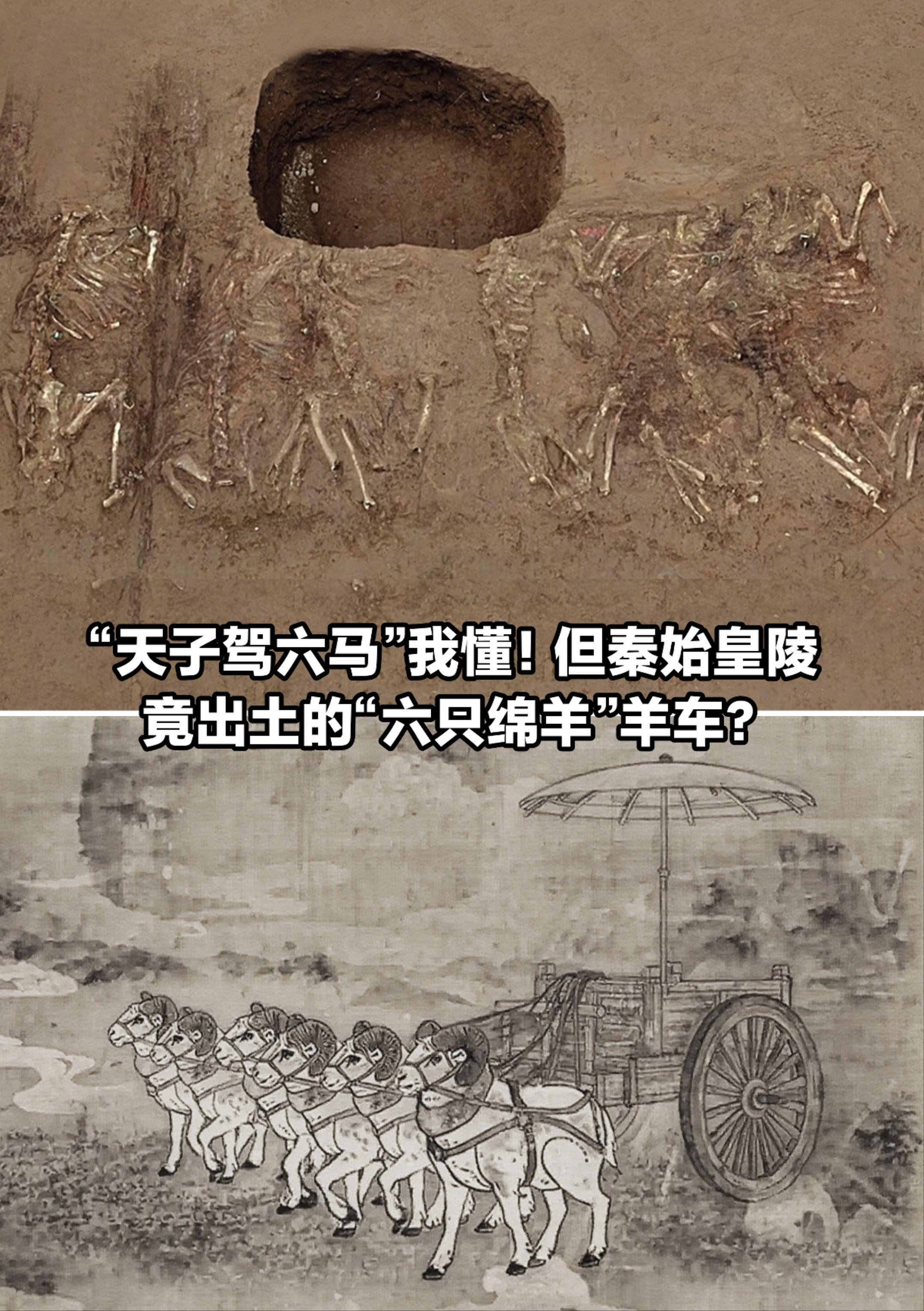 天子驾六马我懂！但秦始皇陵出土了六只绵羊。