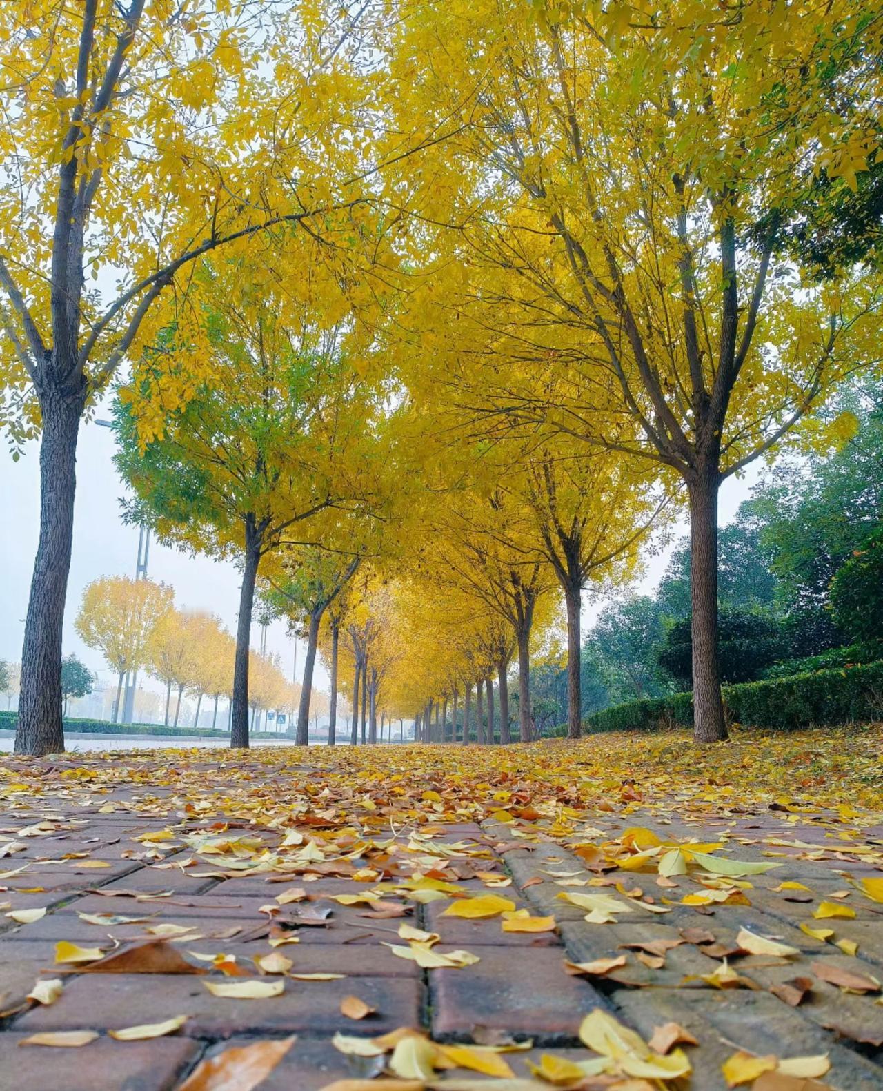 文案原创

              《    写给冬至  》


晚秋的晚，