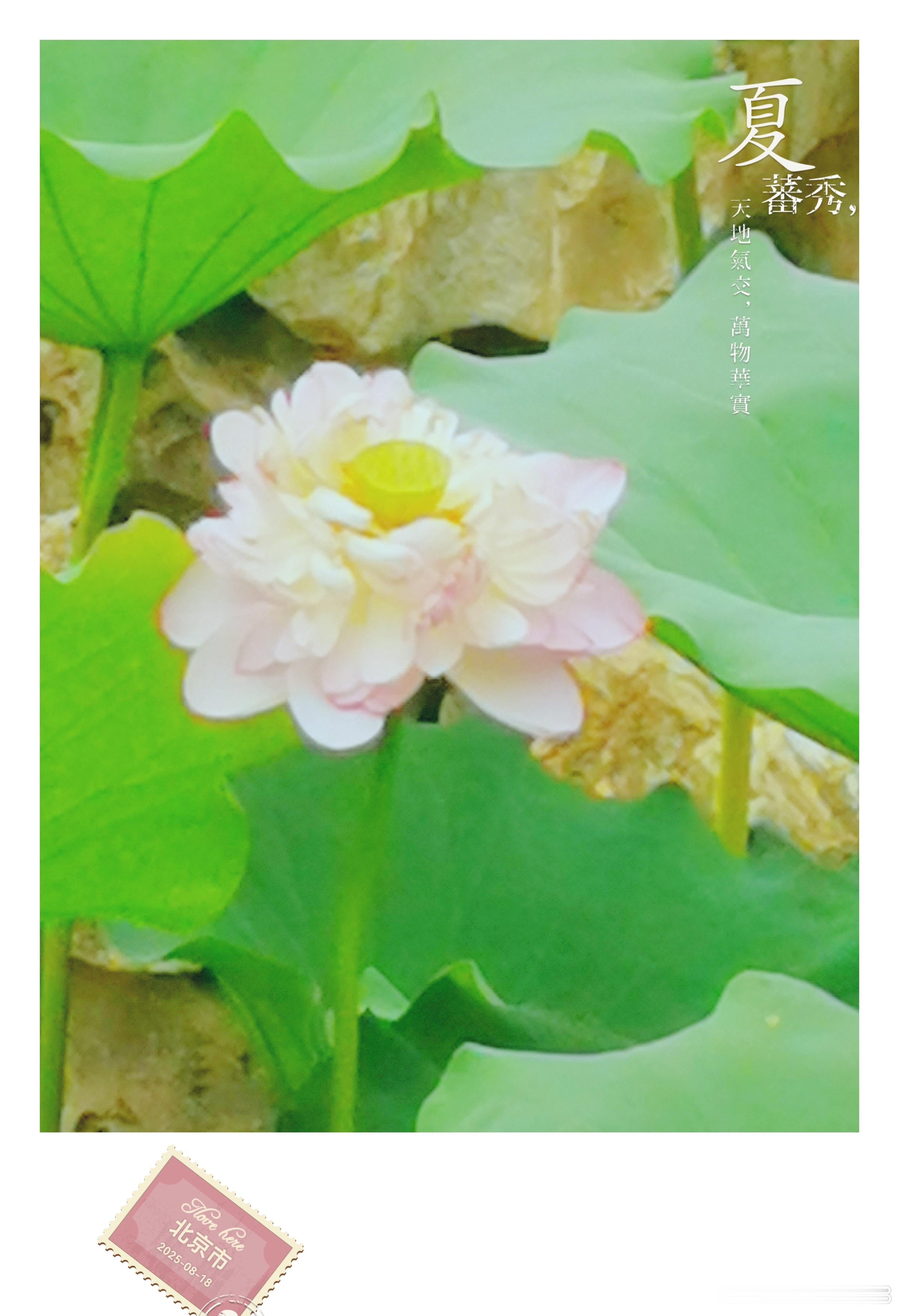 懒羊羊[超话] 清晨的第一缕光轻轻落在枕边，像老朋友的手，拍拍你的肩。别急着睁开