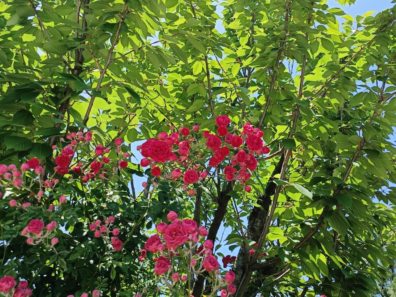 看着天空发呆，看着花儿发呆，看着万物发呆，什么也不想，什么也想不起来。