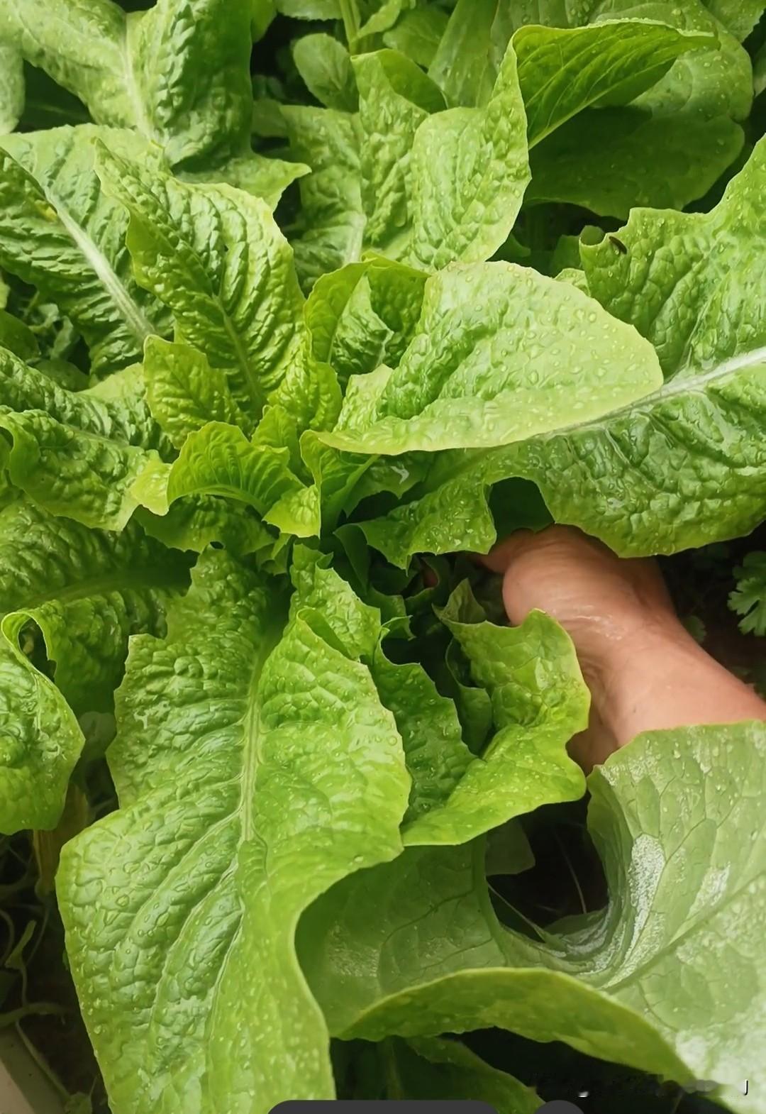 富含维生素，护眼又抗氧化，
钙、铁、钾样样不少，补钙补铁还稳血压，
膳食纤维足，