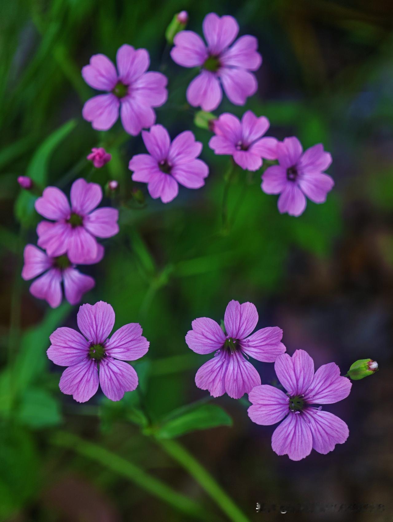 随手拍公园的花草把春日的温柔，都揉进这细碎的粉里。