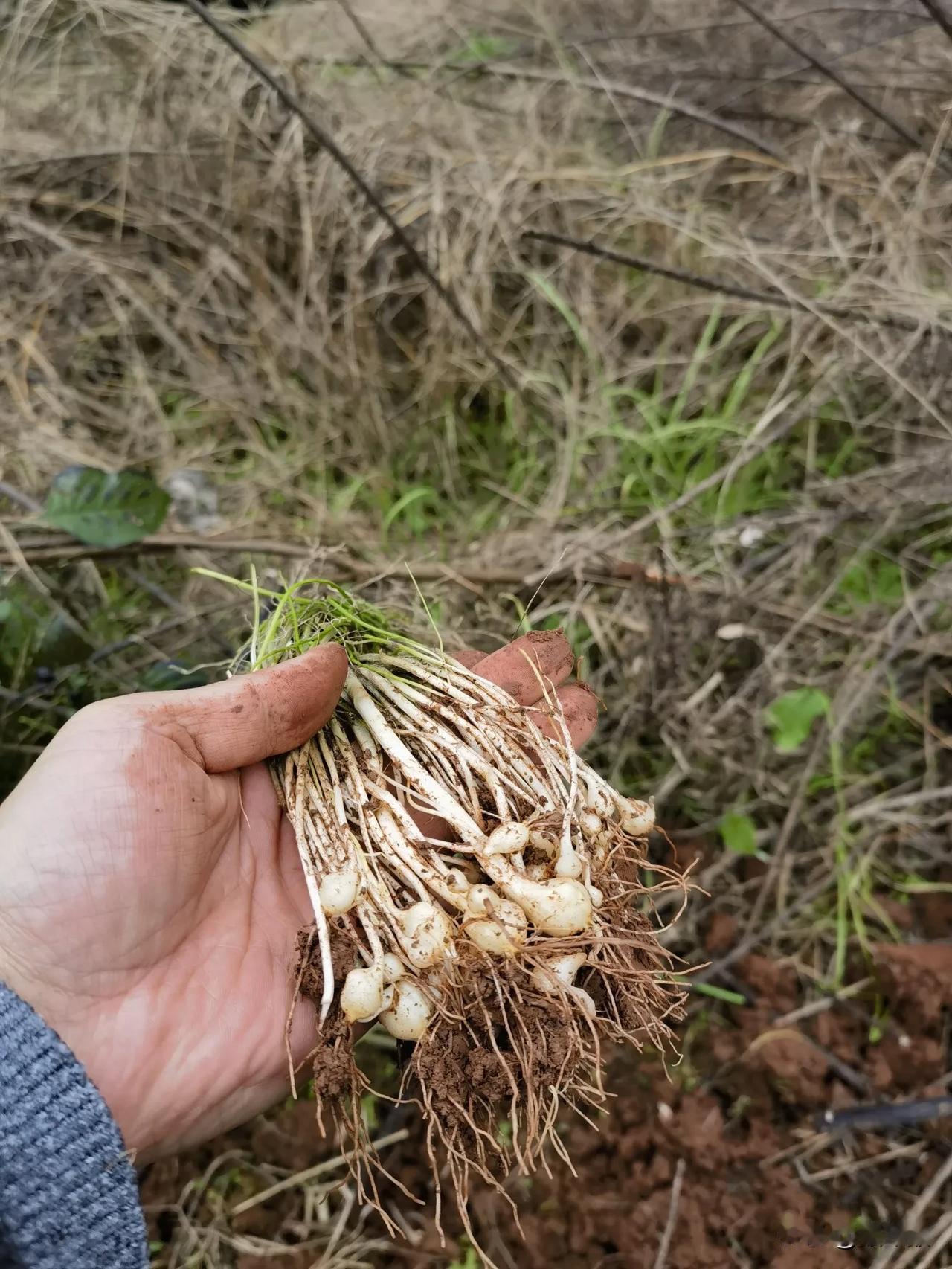 认识这是什么野菜吗？相信至少有五亿人不认识这是什么作物？ 谁认识它能吃吗 你吃过