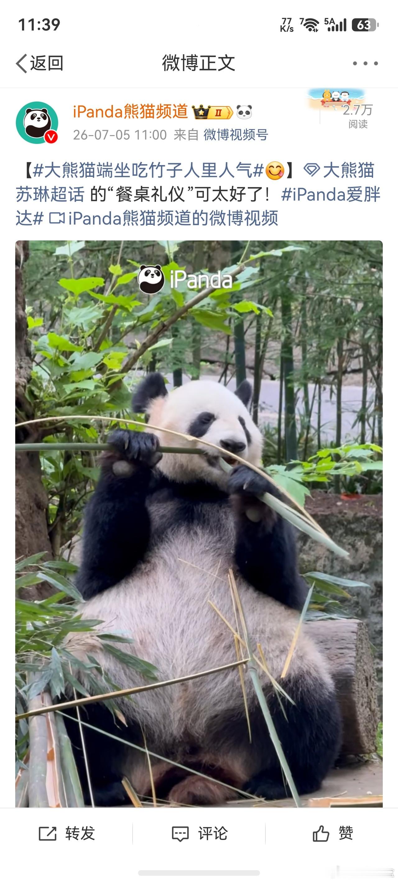 大熊猫端坐吃竹子人里人气 有点羡慕大熊猫啊，竟然不怕竹子扎，平时用个竹筷子还天天