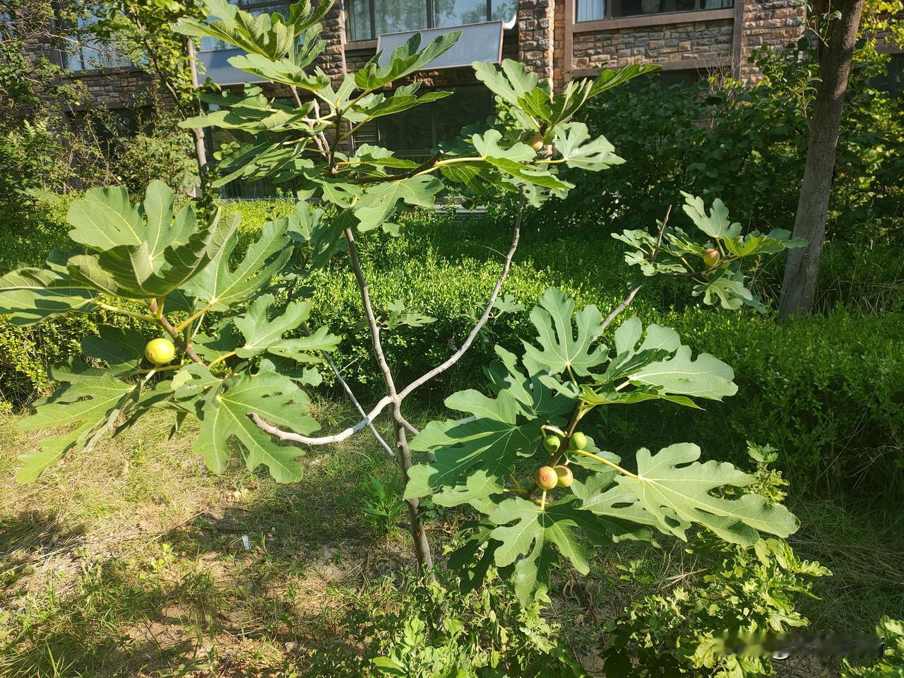 小区楼下我自己种的无花果，今年结了8个，其中3个快熟了。
无花果，不开花便能结果