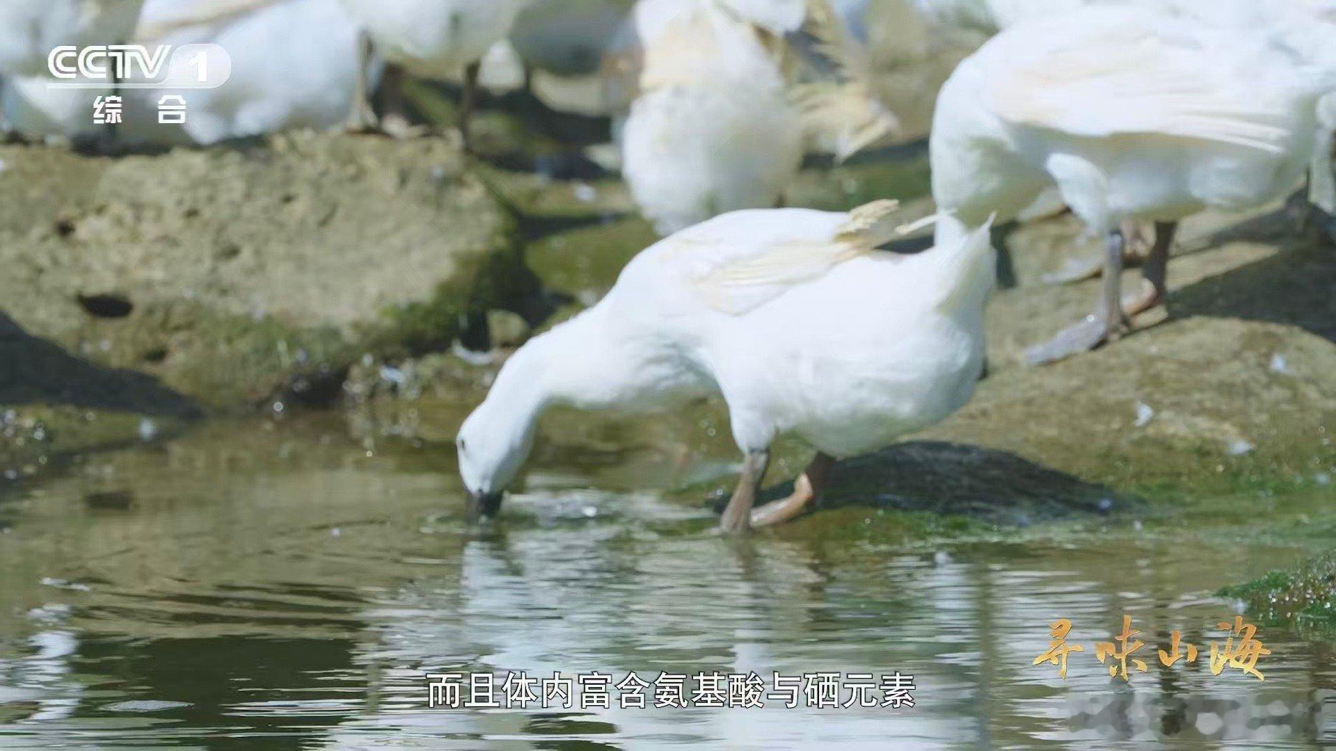 第一次知道老家特产有多牛颜值赛道也让小鸭子闯进来了 福建连城白鹜鸭颜值出圈即巅峰