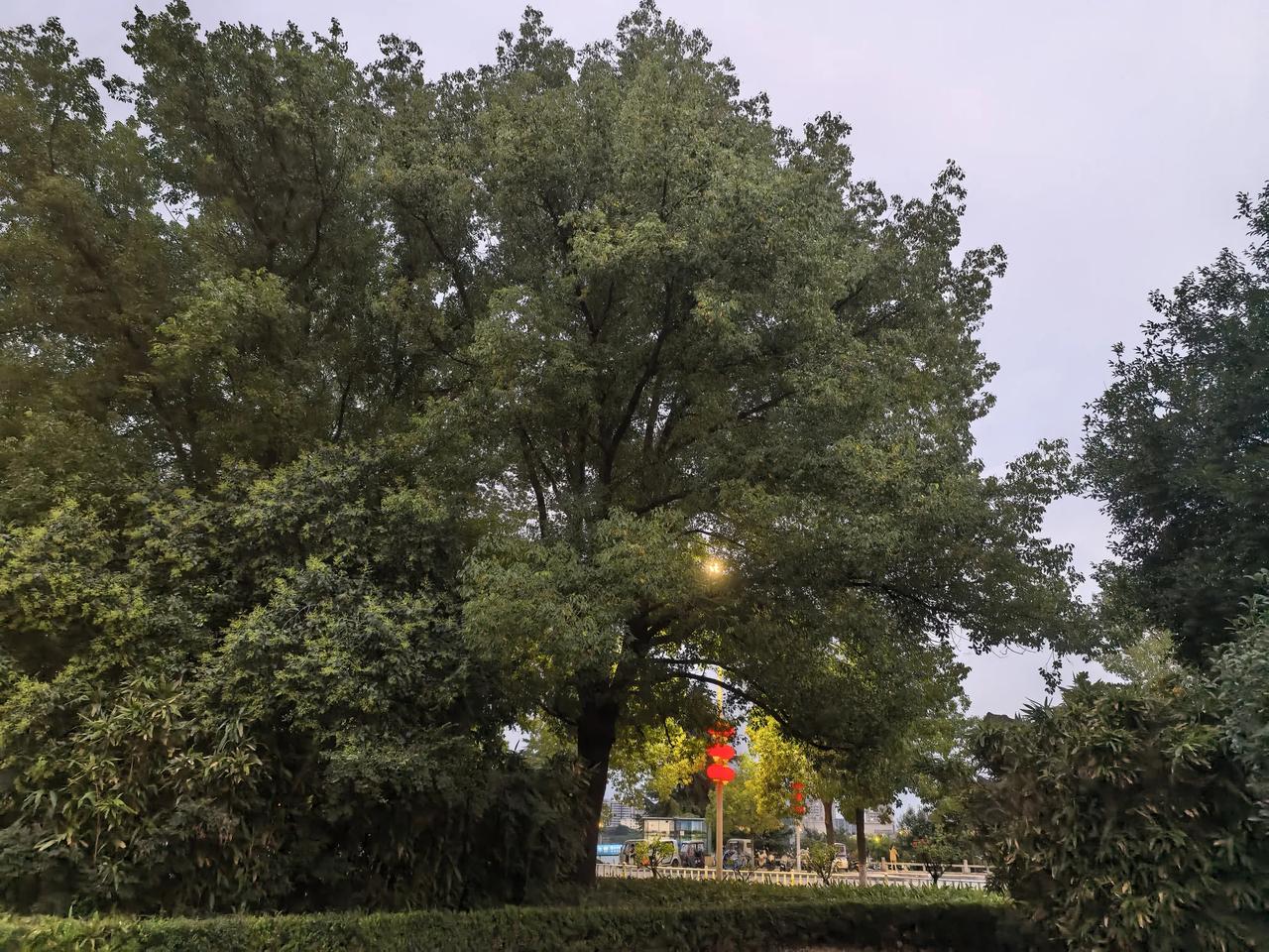 我知道了，他们在捉知了。
看到这种场景，
不由得想起我们小时候捉知了的场景。
夜