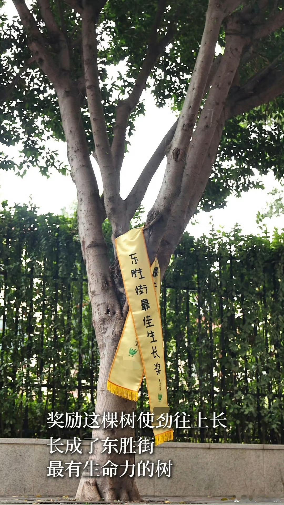 成都马路边的大树颁奖礼 谁能拒绝给一棵树颁奖！曾被铁箍束缚的大树重获新生，茂盛生