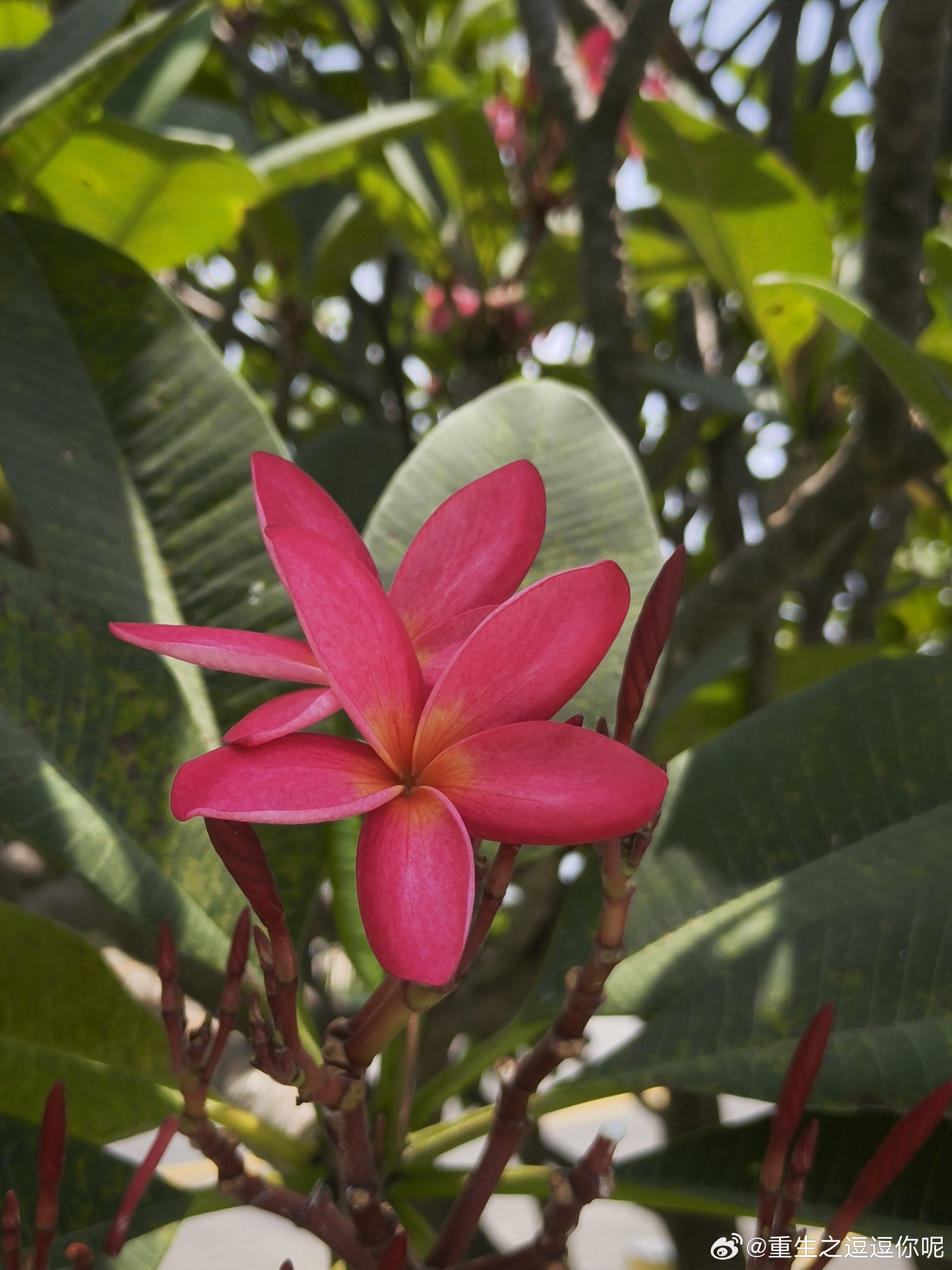 这是什么花，这是鸡蛋花 
