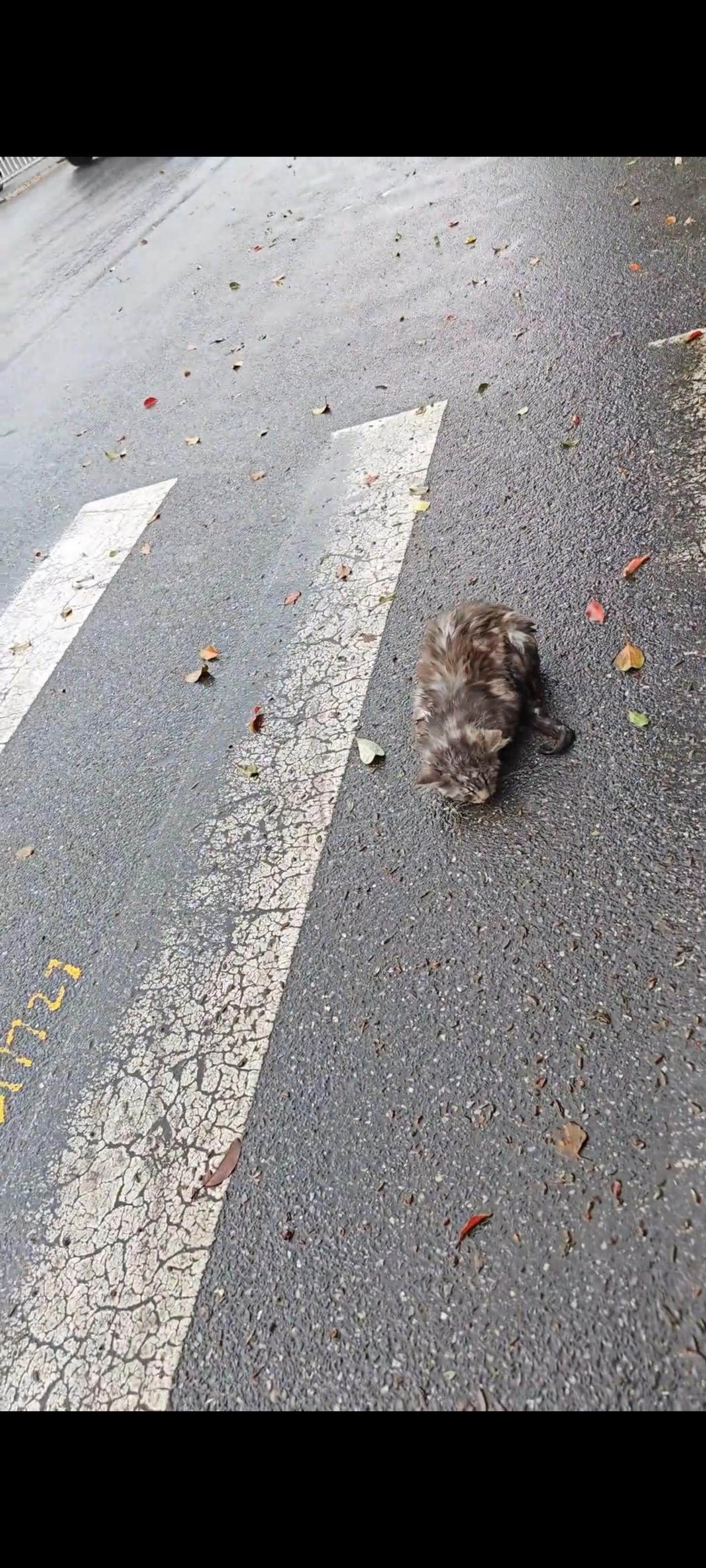 这只平躺在马路边奄奄一息，被车辆撞伤的流浪猫，本以为今天的自己已经是在劫难逃！