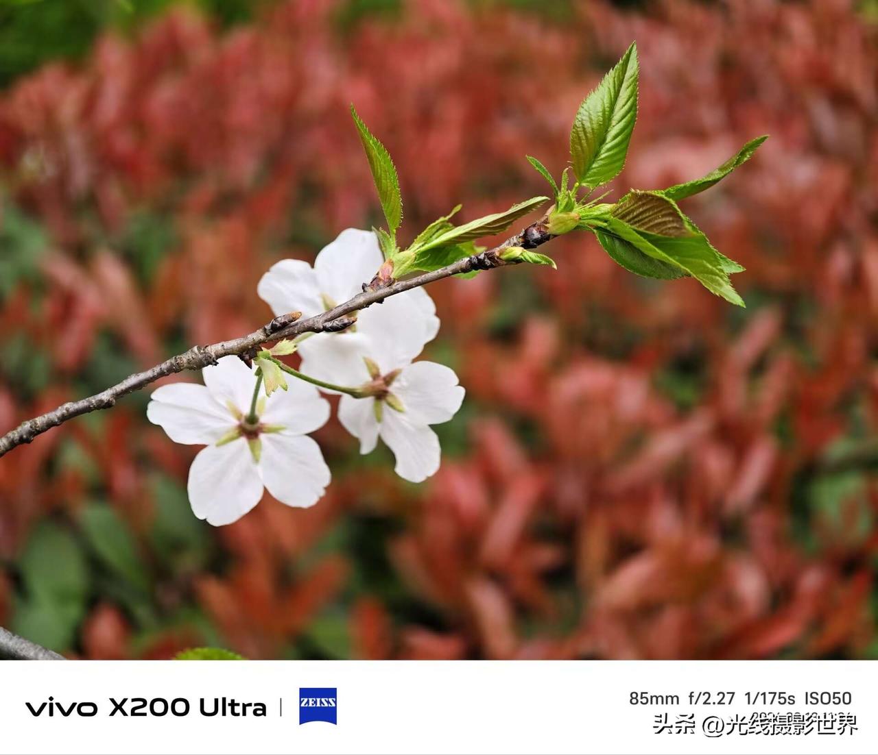 3月13日，重庆红岩村的吉野樱花，迎来了盛花期，而且，这里还有芍药花还是牡丹花…