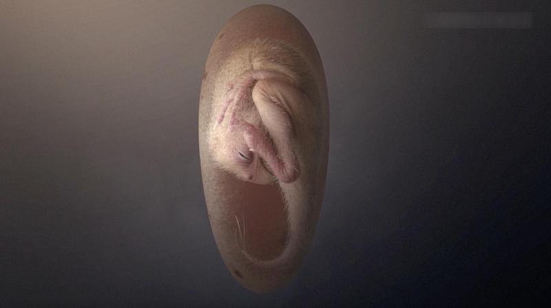 我借助生物高科技，在自己皮肤下面培育出一枚营养袋囊。等这枚袋囊长到苹果大小时，便