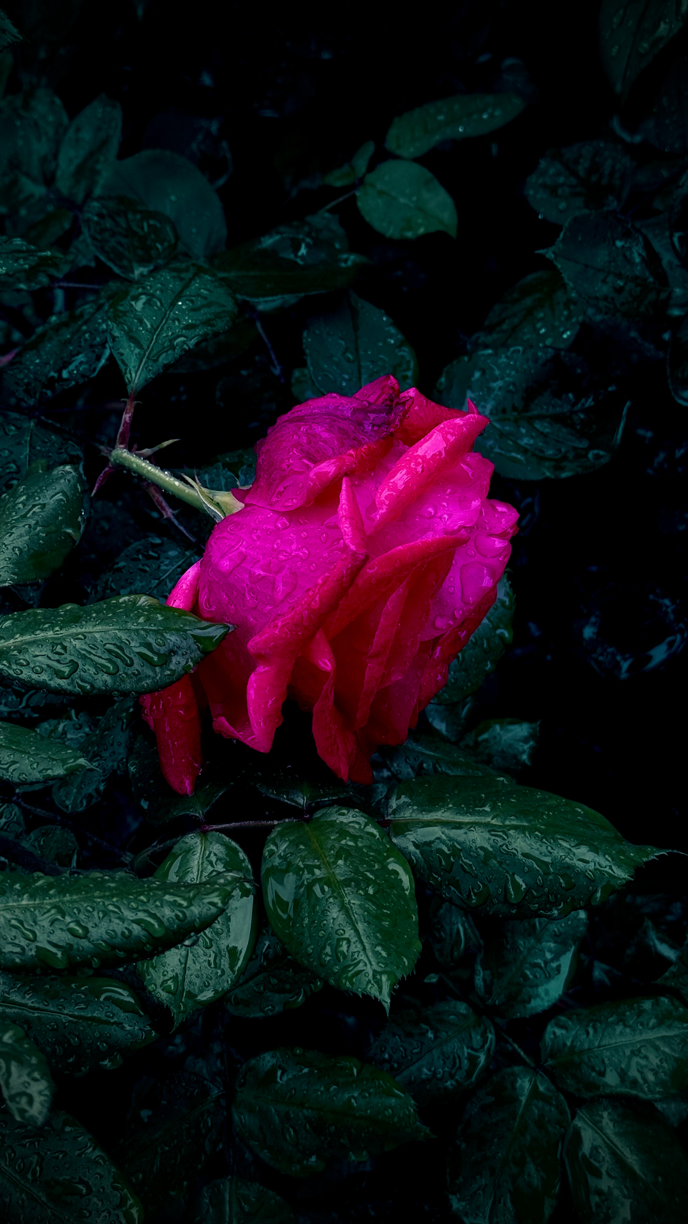 《风雨的花儿》  风雨的花儿，低垂又抬头，  抖落一身泪，不肯说忧愁。  昨夜的