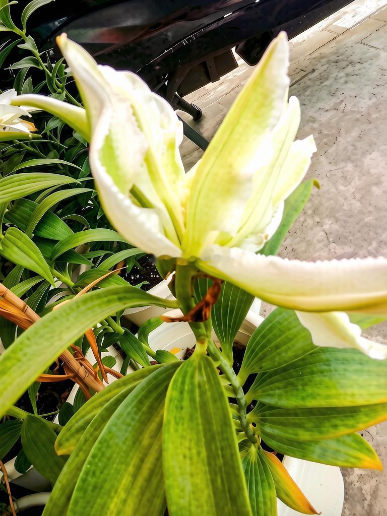 每天分享一个养眼花卉。随拍，今日份香水百合赏花集。早安，新的一天！生活手记生活手