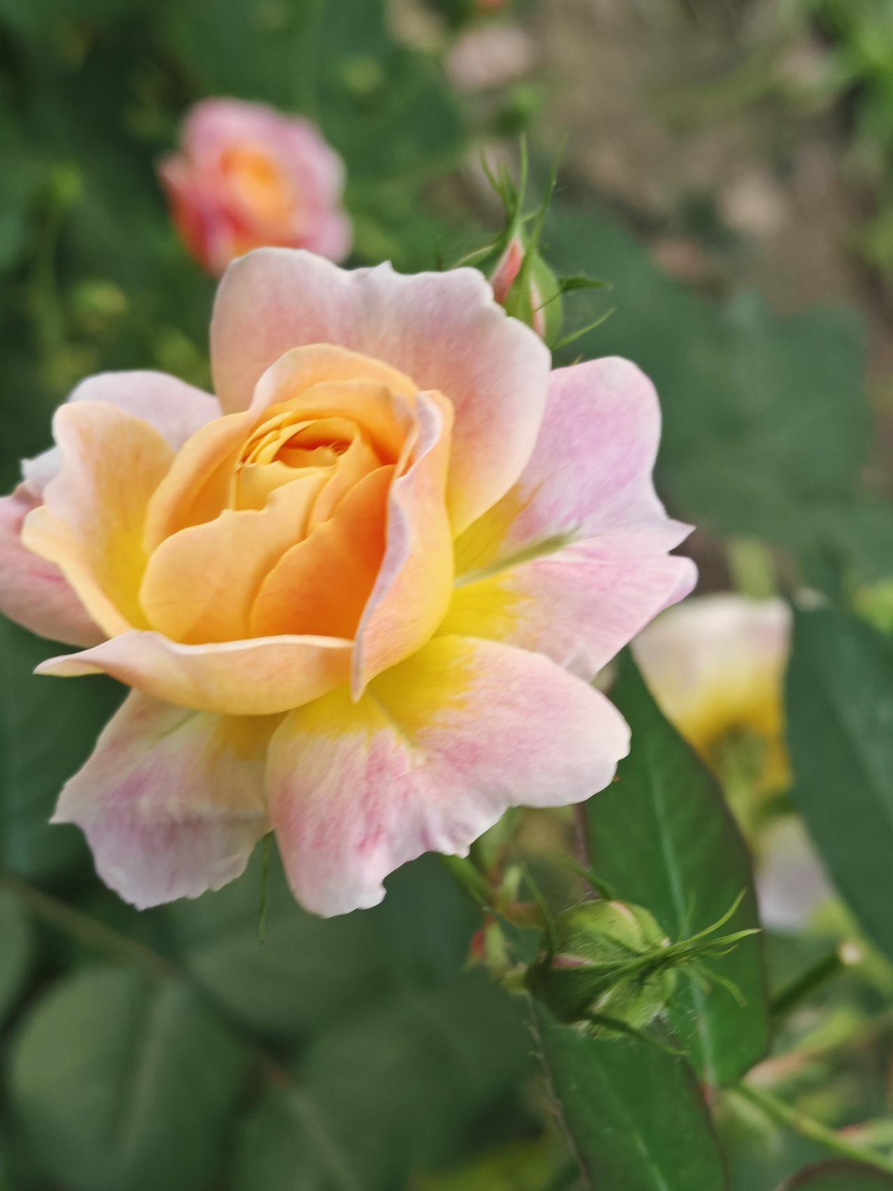 繁花似锦紫气东来