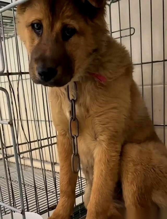 他那条命，明码标价200块，用途是老板的年夜饭。
可他不知道啊。
一个几个月大的