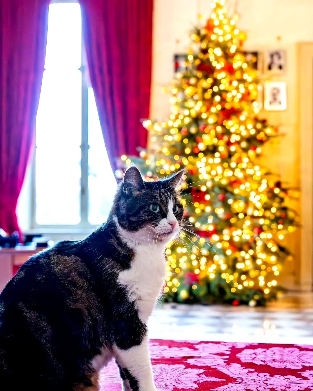 法国驻华大使馆今天的博文：法国外交部圣诞 氛围get，🐱Nomi带大家看看今年