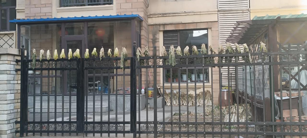 这一看就是过日子人家！一排小白菜嗮的多讲究！