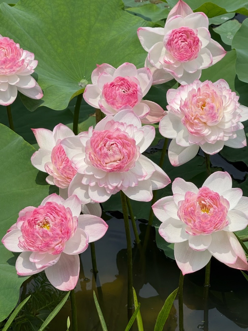 花开富贵来 