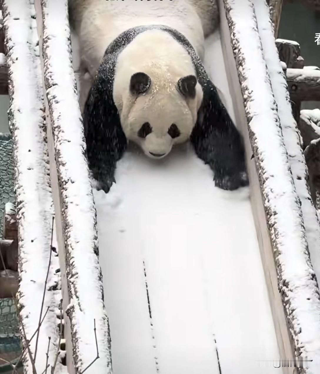 大熊猫玩滑梯，还翻个根头，太可爱了。
