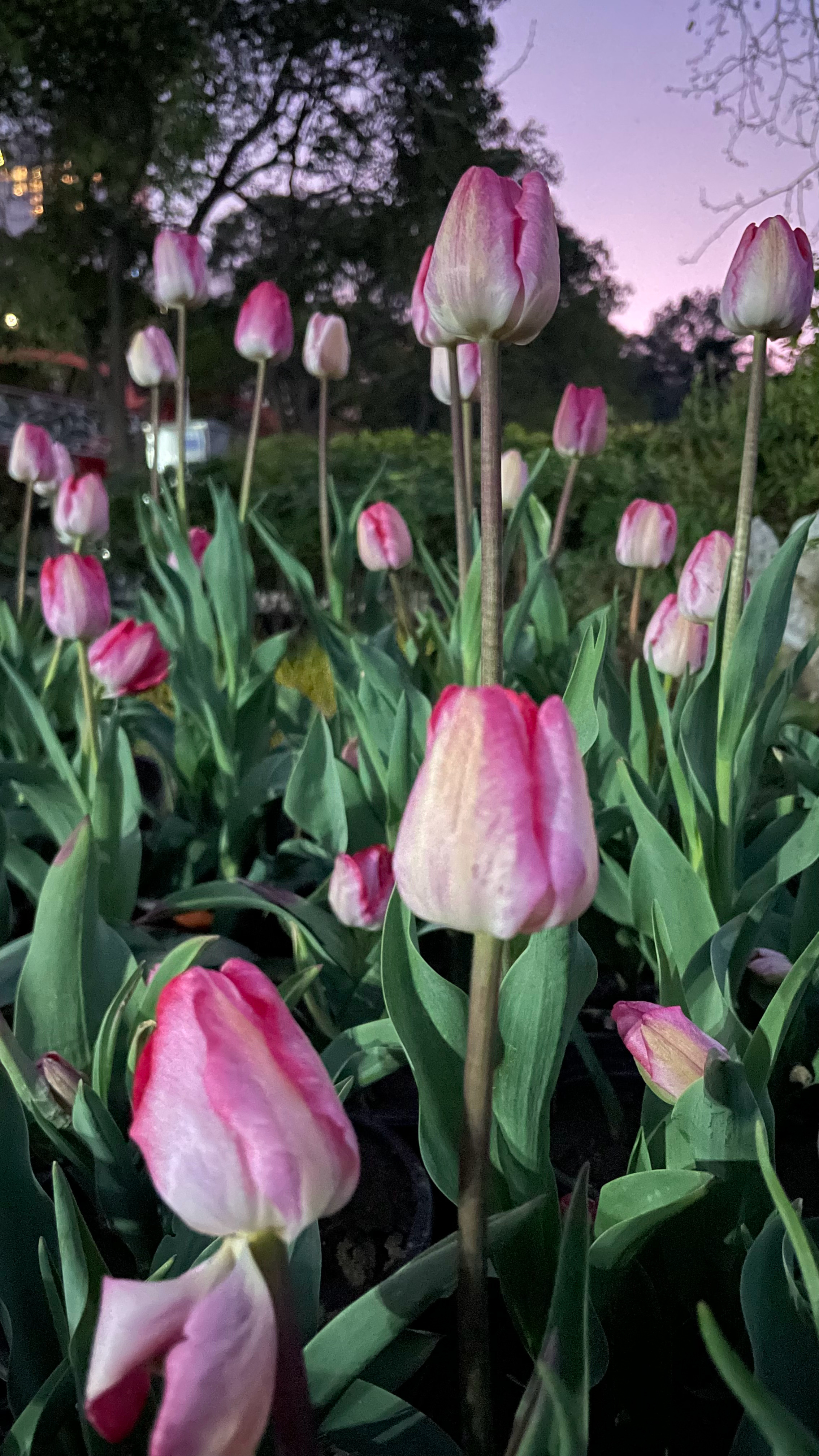 清晨宝鼎食闲夜郁金香 