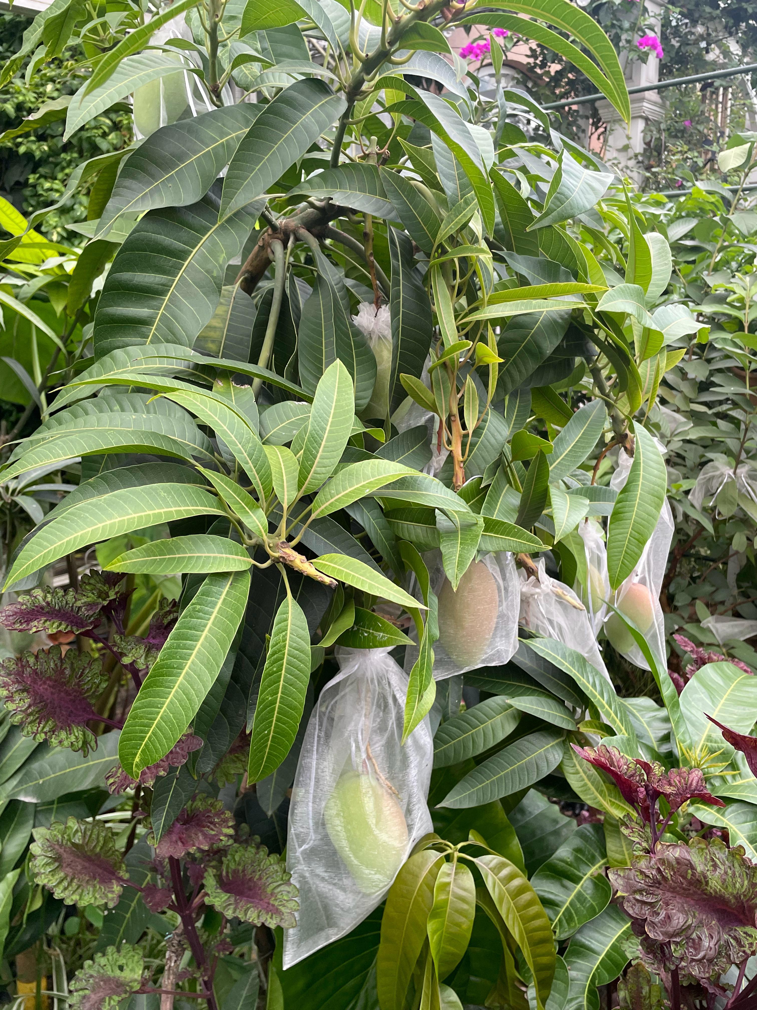 嗯  家里发来照片芒果又长出了新的枝条 