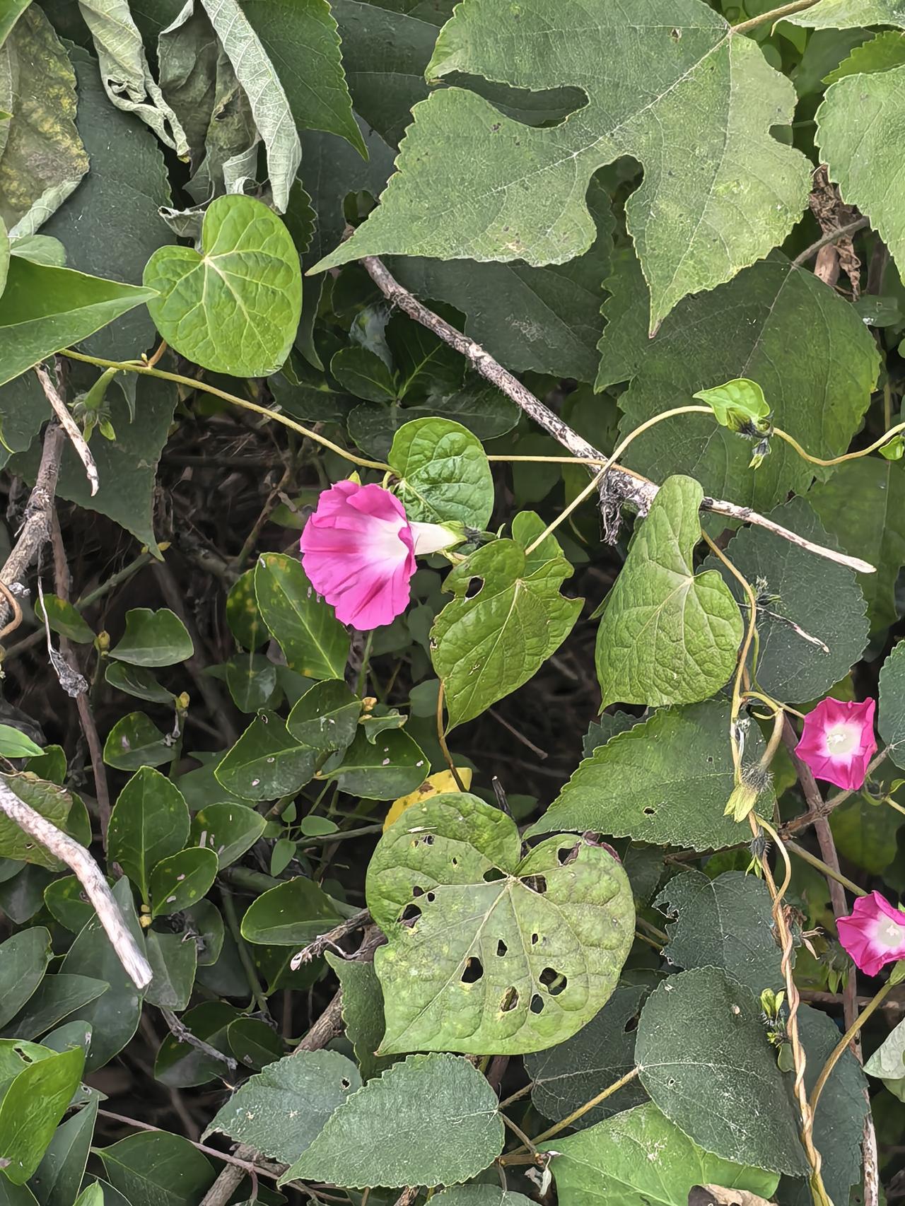 80 Pro拍摄的路边不知名的小花