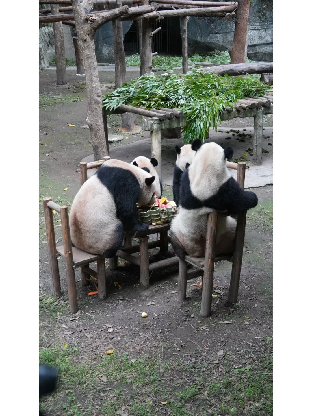 1101的四喜丸子吃火锅
