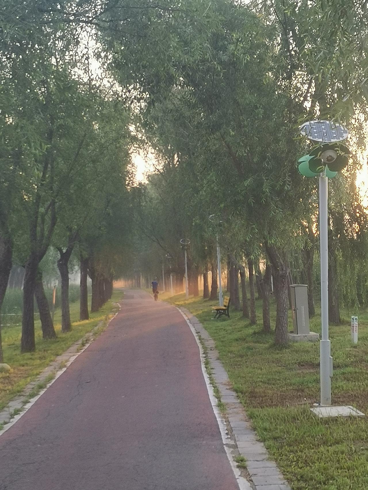 减河里，每天清晨都能看到这么一个人，腰里拴着一条狗，紧紧沿着路边跑步。
    