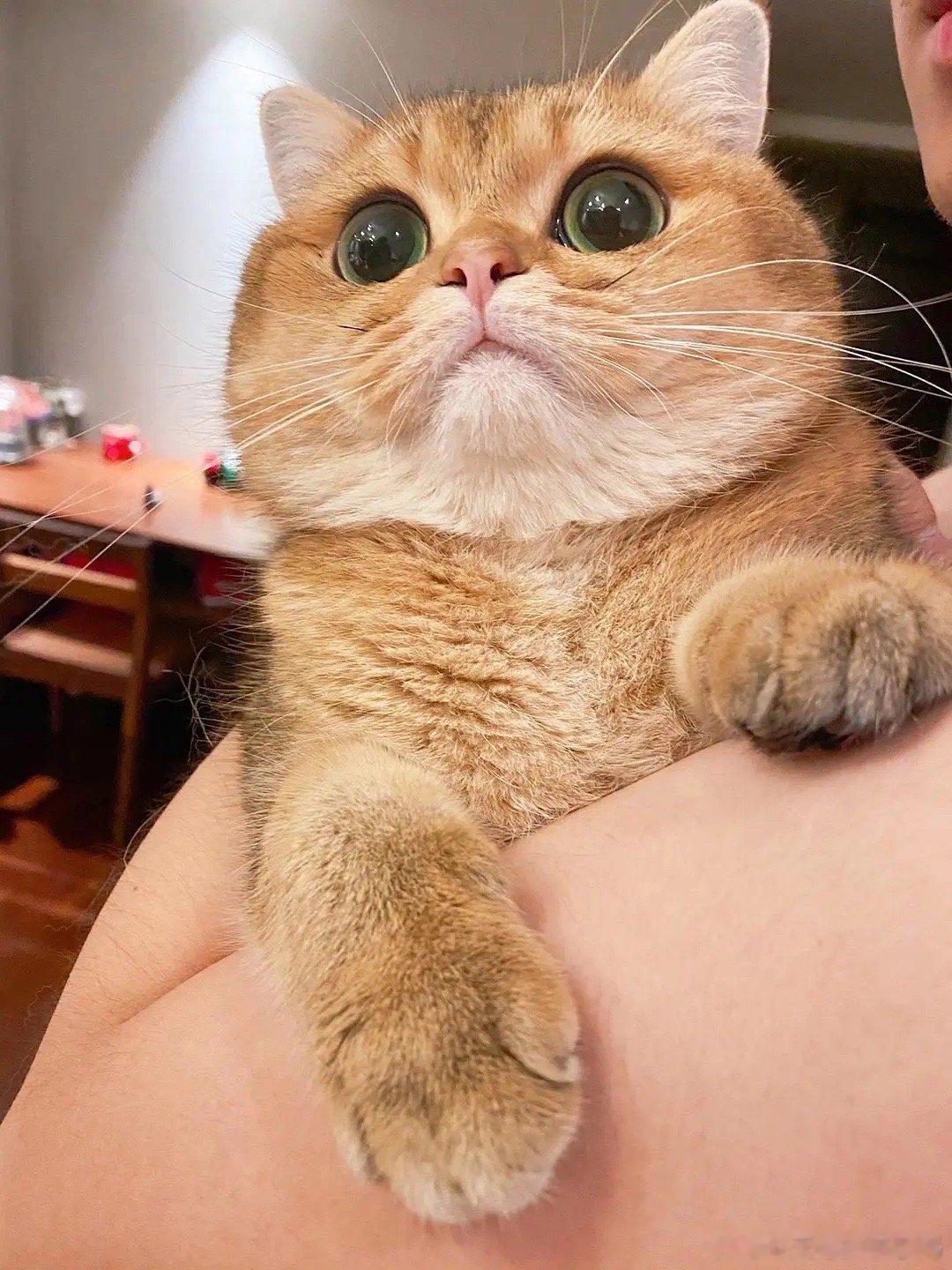 #言情小说[超话]##古代言情小说推荐##BG##推文#[月亮]《长安小饭馆》作