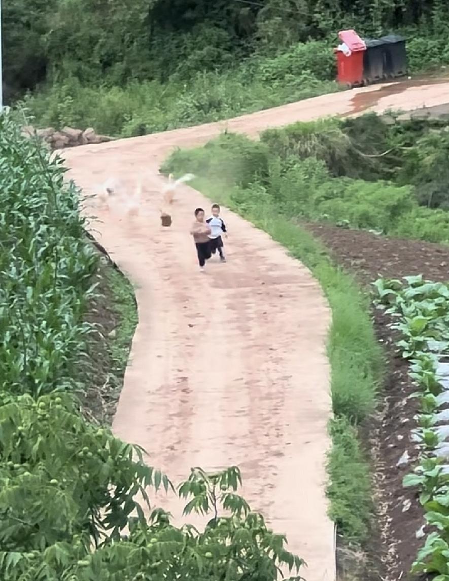 两个小朋友拼尽全力在前面跑，他们后面有四只大鹅，气势汹汹的追过来[泪奔]

小男