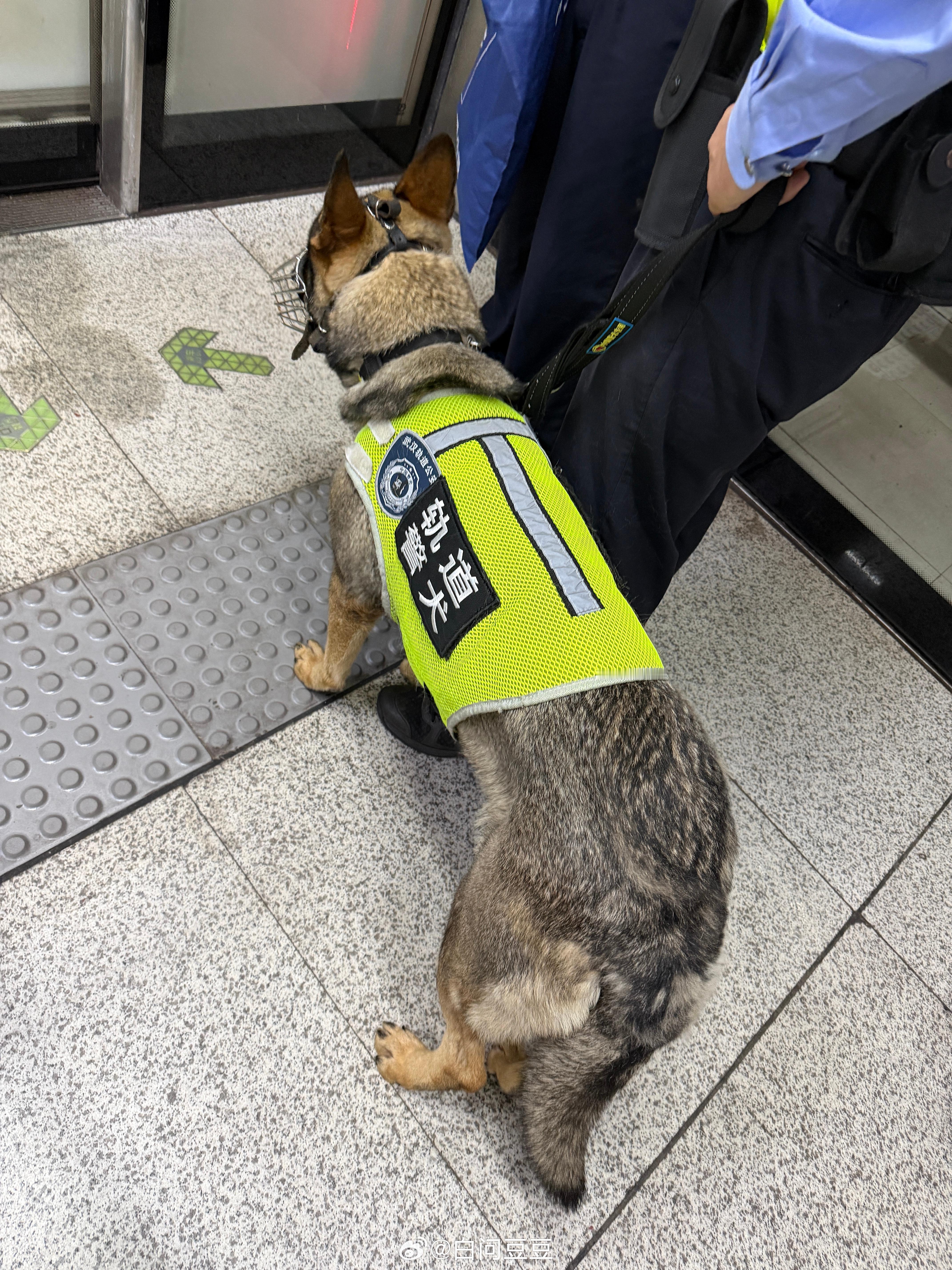 第一次遇上轨道警犬这个点还在上班也是蛮辛苦的