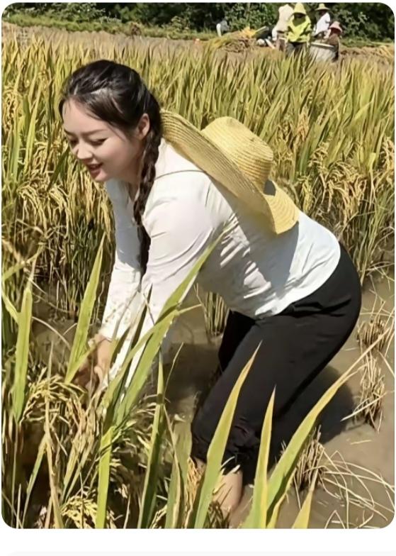心灵短笛
又是一年丰收季。今年水稻价格还是不高。主要是国家调控。粮食是基础。广大